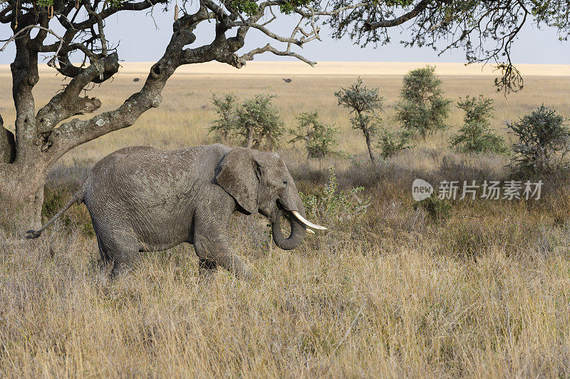 大象，loxodonta africana，坦桑尼亚，非洲，塞伦盖蒂国家公园。